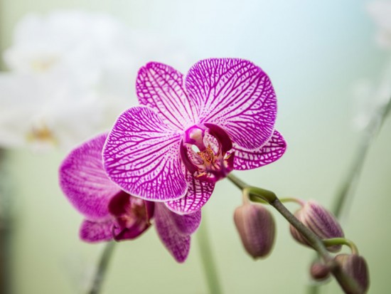 Пурпурна орхідея