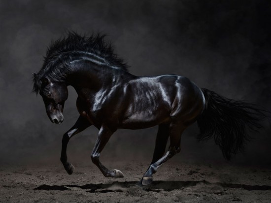 Чорний кінь