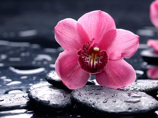 Розовый цветок орхидеи