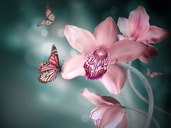 Розовая орхидея с бабочками