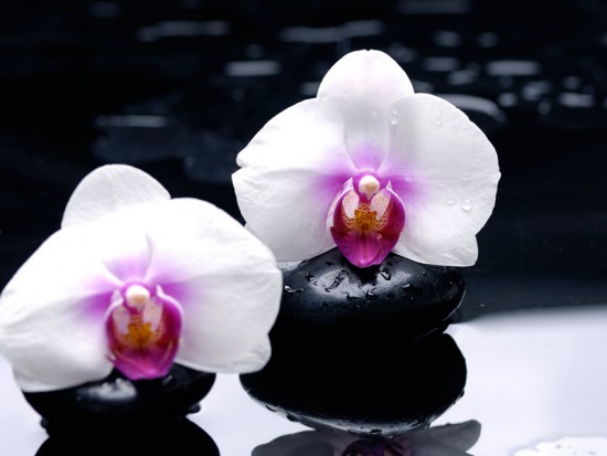 Білі орхідеї на камінні