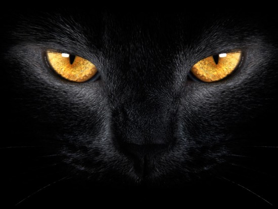 Чорний кіт