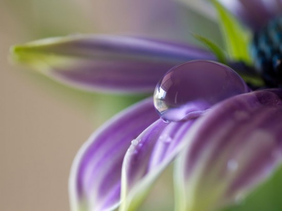 Капля воды на фиолетовом цветке