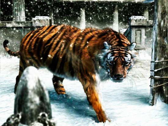 Тигр зимою