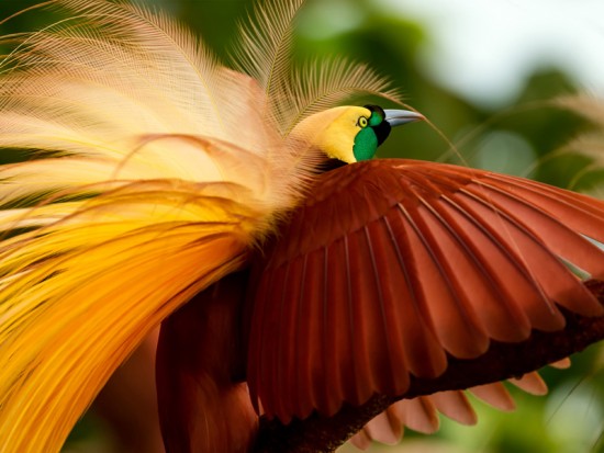 Райський птах