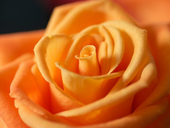 Карамельна троянда