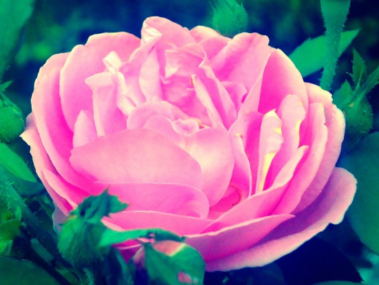 Яскраво-рожева троянда