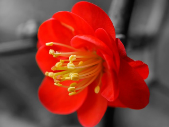 Червона квітка
