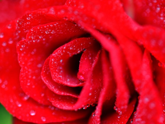 Червона троянда з росою