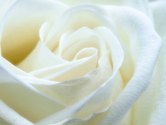 Троянда біла