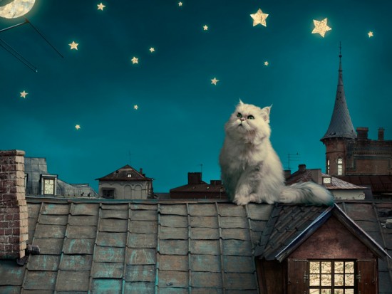 Білий кіт на даху