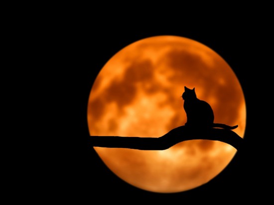 Кіт на фоні місяця