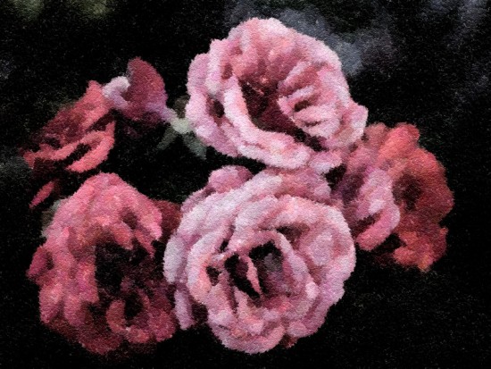 Рожеві квіти