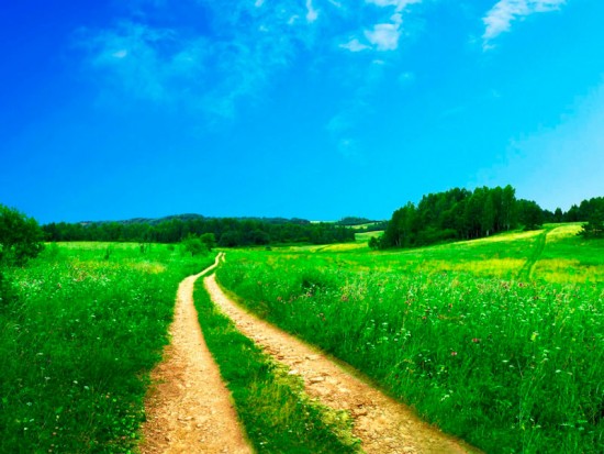 Дорога в зеленом поле