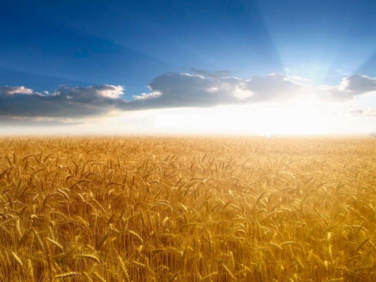 Восход солнца в пшеничном поле